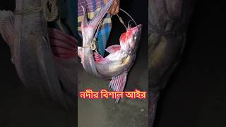 নদীর বড় আইর মাছ#আইর_মাছ #ayer_fish #আরিচা #মানিকগঞ্জ #Bangladesh