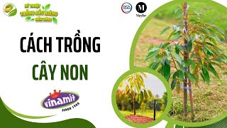 Cách trồng cây non #4 - Nông gia Huỳnh Quới