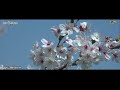 福島の桜より Ｖｅｒ. 4Ｋ～ 福島県伊達市 紅屋峠千本桜森林公園の桜 ～