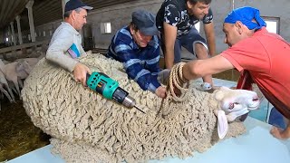 Incredible Modern Sheep Farm - Shearing With Modern Technologies