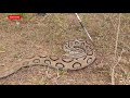 you must also see the whistling snake. deadliest venomous snake russell s viper. moon boda snake