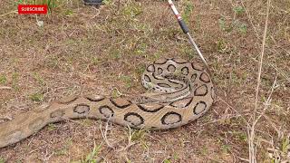 सीटी बजाने वाला सांप को आप भी जरूर देखें Deadliest Venomous Snake Russell's Viper | चंद्र बोडा सांप