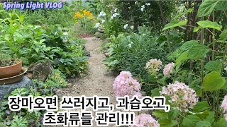 봄빛가드닝- 장마에 쓰러지고, 과습오고, 초화류들 이렇게 관리했어요/가드닝/정원가꾸기/정원꾸미기