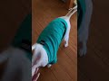 久しぶりに帰宅したら愛犬の出迎えが⁉️ shorts 犬 チワワ いぬのいる暮らし いぬのいる生活