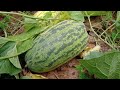 বাঙ্গি চাষ পদ্ধতি agriculture farming bangi cash sobuj bangla part 463