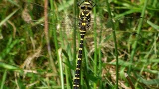 What's the Longest Dragonfly?