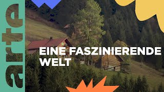 Auf geht's in die Berge: Willkommen in den Allgäuer Alpen! | ARTE