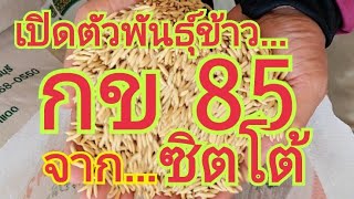 เปิดตัวพันธุ์ข้าว...กข 85 จาก ซิตโต้  🌾🌾 สนใจพันธุ์ข้าว 0899428684