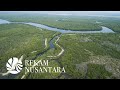 Kembalinya Hutan Mangrove