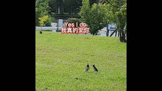 兩隻黑領椋鳥在談戀愛, Two black collared starling fell in love