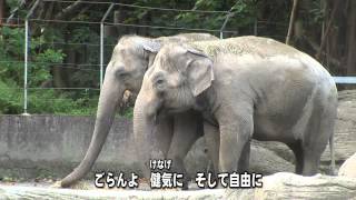 Animals in Taipei Zoo (台北市立動物園的動物們)