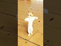 cat dance। #shorts #cat #viral #trending