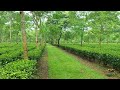 mancotta tea estate dibrugarh tea city of india assam diaries