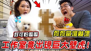 實測工作室出現超巨大壁虎 狗狗的反應會是？！『反應超出預期』Giant Gecko Prank【希露弟弟啃雞腿】比熊 貴賓 Bichon Frise Poodle