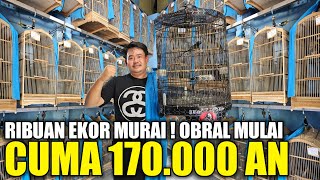 OBRAL HARGA KIOS BARU ! RIBUAN EKOR MURAI TROTOL SUPER & TRAH NASIONAL DIJUAL MULAI 170.000 AN