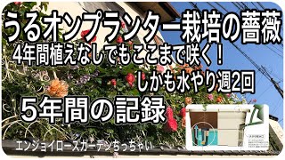 薔薇をうるオンプランター栽培5年間の記録　17L水タンクで水やり週2回