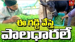 ఈ గడ్డి వేస్తె పాలధారలే | Nela Talli | hmtv Agri