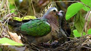 Grey Capped Emerald Dove:Birds of the Philippines