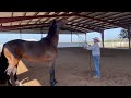 horse training insights transforming a distracted horse with effective groundwork