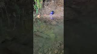 Traxxas trx 4M waterproof test