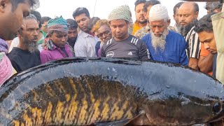 দেশীয় বড় ছোট-মাছ পাইকারি তে কতটা সস্তায় বিক্রি হলো দেখুন natural desi fish | river fish | DN Eyes