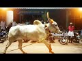 erthukattu mass collection 💥⚡2023✨🌠 jallikattu_2021 manjuvirattu jallikattu_images jallikattukalai