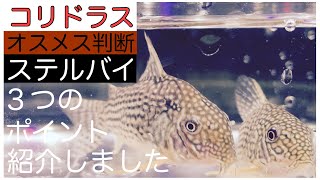 【コリドラス】オスメスどっち？ステルバイの雌雄判別　見ると分かるチェックポイント３つ