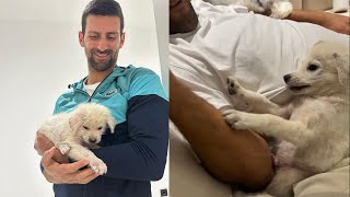Djokovic Saved a Little Puppy from the Street and Here is How It Reacted When He Brought It Home