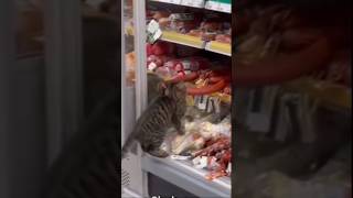 Kedi Marketten Sucuk Götürürken