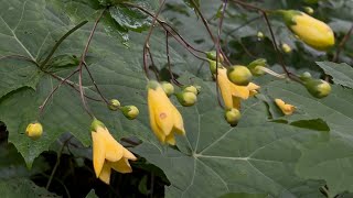 2022/07/27　黄蓮華升麻の花が咲く百一草園　その２　〜高知県梼原町〜