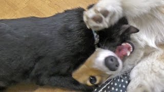 Kuro hugs Roku / ロクさんをモフモフしたいクロさん 20160228 welsh corgi dog cat コーギー 犬 猫