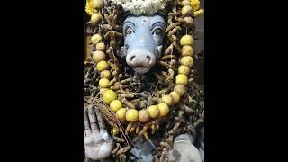 ஶ்ரீ வீர வராஹி அம்மன் ஆலயம்.. பெருமுவாக்கம்.. #amman #devi #varahi #trending