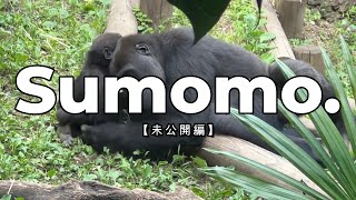 スモモちゃん【未公開編】【上野動物園】