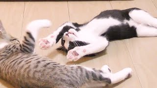 プロレスごっこでギブアップした子猫のお手上げ姿がかわいすぎました...笑