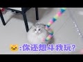 是我逗猫手法有问题，还是他想主人了，没心思跟我玩？