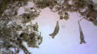 Explore Microscopic Life
