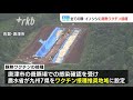 「ペットの豚にもワクチンを」知事が命令　豚熱感染　九州４県で９月１９日ワクチン接種開始