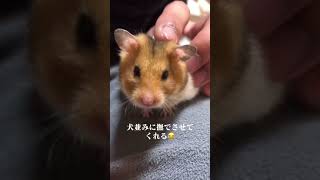 ハムスターも慣れれば犬みたいに撫でさせてくれます