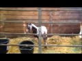 2014 appaloosa colt