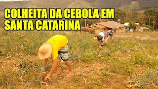 Cenas da COLHEITA DA CEBOLA em Alfredo Wagner - Dia a dia NA ROÇA