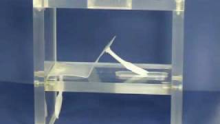Shape memory polymer