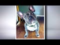 missing french bulldog bruno found dead in prince george s county