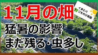 【11月の畑ぐるぐるめぐり】少しずつ立ち直りつつあります。あいかわらず、工場うるさいけど