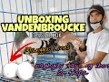 UNBOXING VANDENBROUCKE PIGEONS | Mangga Lines Pooling King eggs | Giftbird sa tropa | VLOG#28