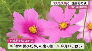 秋風に揺れる可憐なコスモス 日高村で見頃迎える 地元住民が世話【高知】 (23/10/11 12:00)