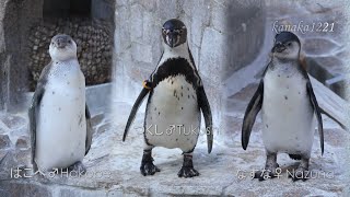 江戸川区自然動物園 仔ペンギンvsイジワルにいちゃん-Prank on chick penguin