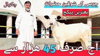 Heifers for sale in chakwal | Jersey Heifers | Australian Heifers | Cholistani Heifers