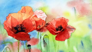 Watercolor painting poppy flowers