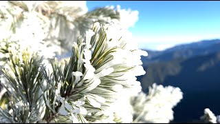 【百岳】在紅楓落葉裡散步，親身體驗雲瀑衝擊鈴鳴山。  閂山 鈴鳴 HLG 4K