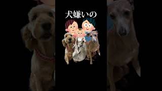 犬嫌い犬が多頭飼いファミリーの家に一泊する#ゴールデンドゥードル #大型犬